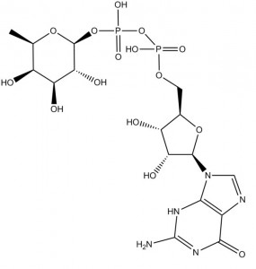 Guanosine Diphosphate Fucose
