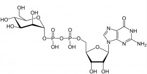 Guanosine Diphosphate Mannose