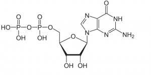 Guanosine Diphosphate