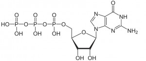 guanosine-triphosphate