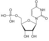 uridine-monophosphate